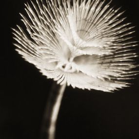 Sea Pen Coral - Cnidaria Anthozoa Alcyonaria