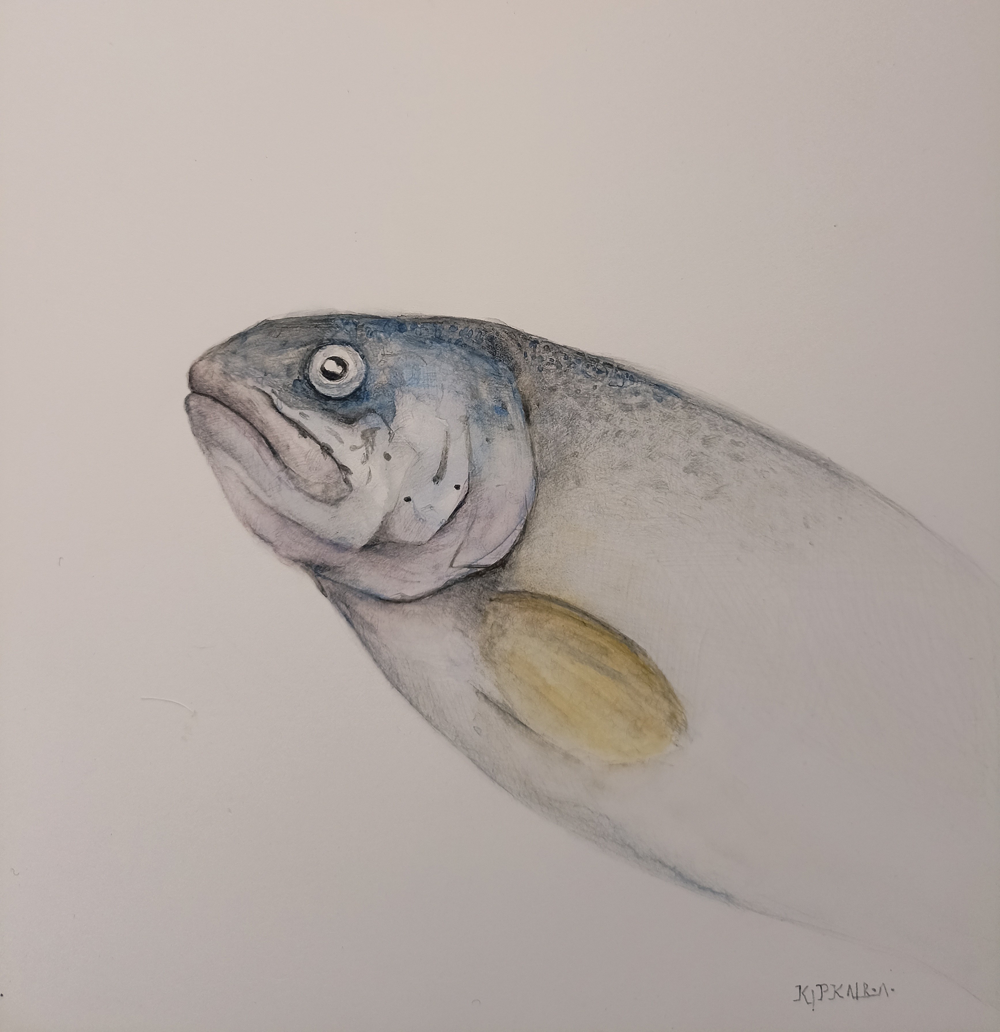 Rosemary Achata, Fish I Rosemary Achata, Fish I