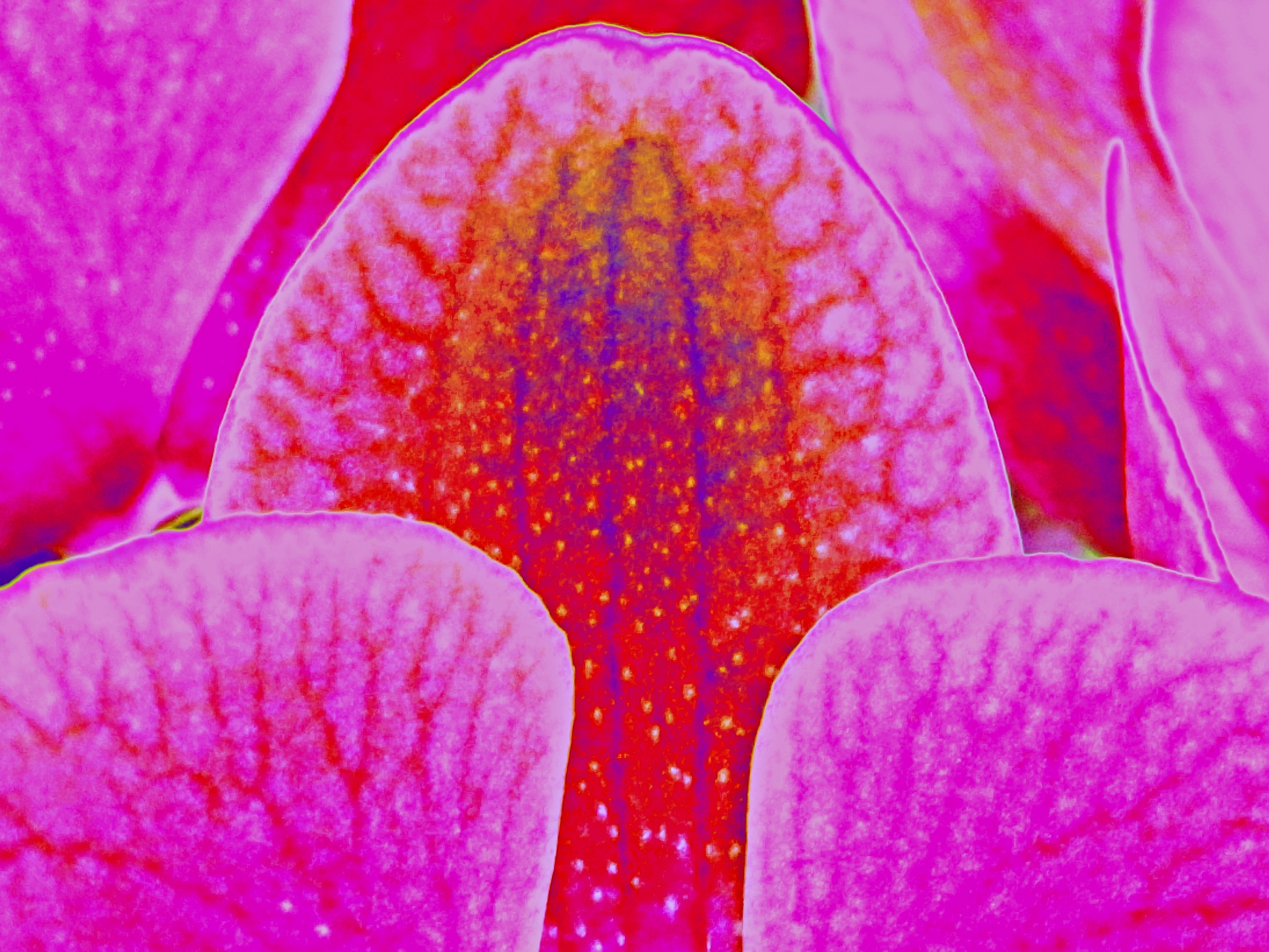 Christian Lefevre, Magenta Christian Lefevre, Magenta