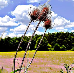 Photography, Trois chardons, Christian Lefevre