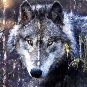 Loup, Pierre Schwartz