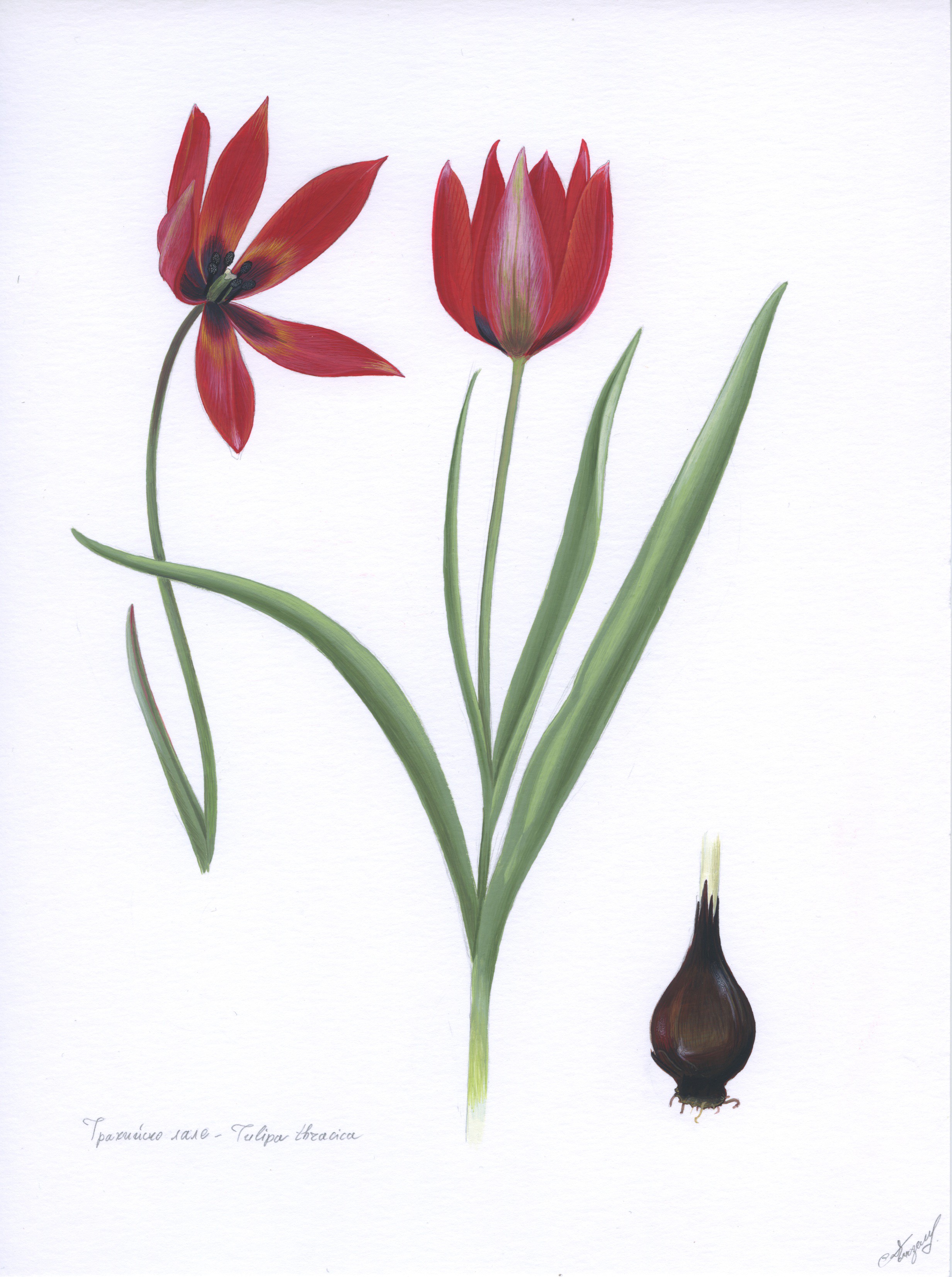 Lyuben Domozetski, Thracian tulip (Tulipa thracica) Lyuben Domozetski, Thracian tulip (Tulipa thracica)