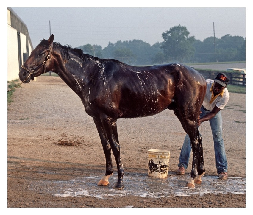 Alain Le Garsmeur, Horse Bath Alain Le Garsmeur, Horse Bath