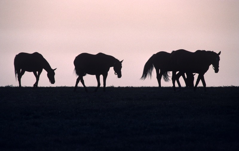 Alain Le Garsmeur, Horse Silhouette - Limited Edition Archival Pigment Print Alain Le Garsmeur, Horse Silhouette - Limited Edition Archival Pigment Print