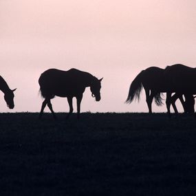 Photographie, Horse Silhouette - Limited Edition Archival Pigment Print, Alain Le Garsmeur