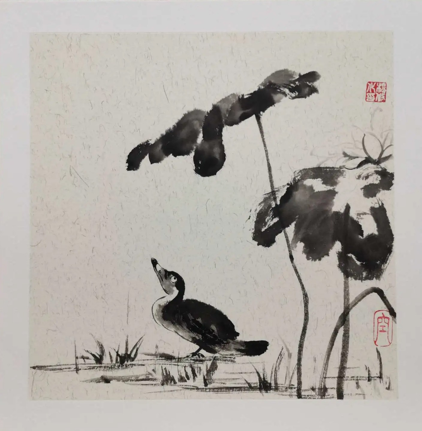 Xiu, Oiseau Xiu, Oiseau