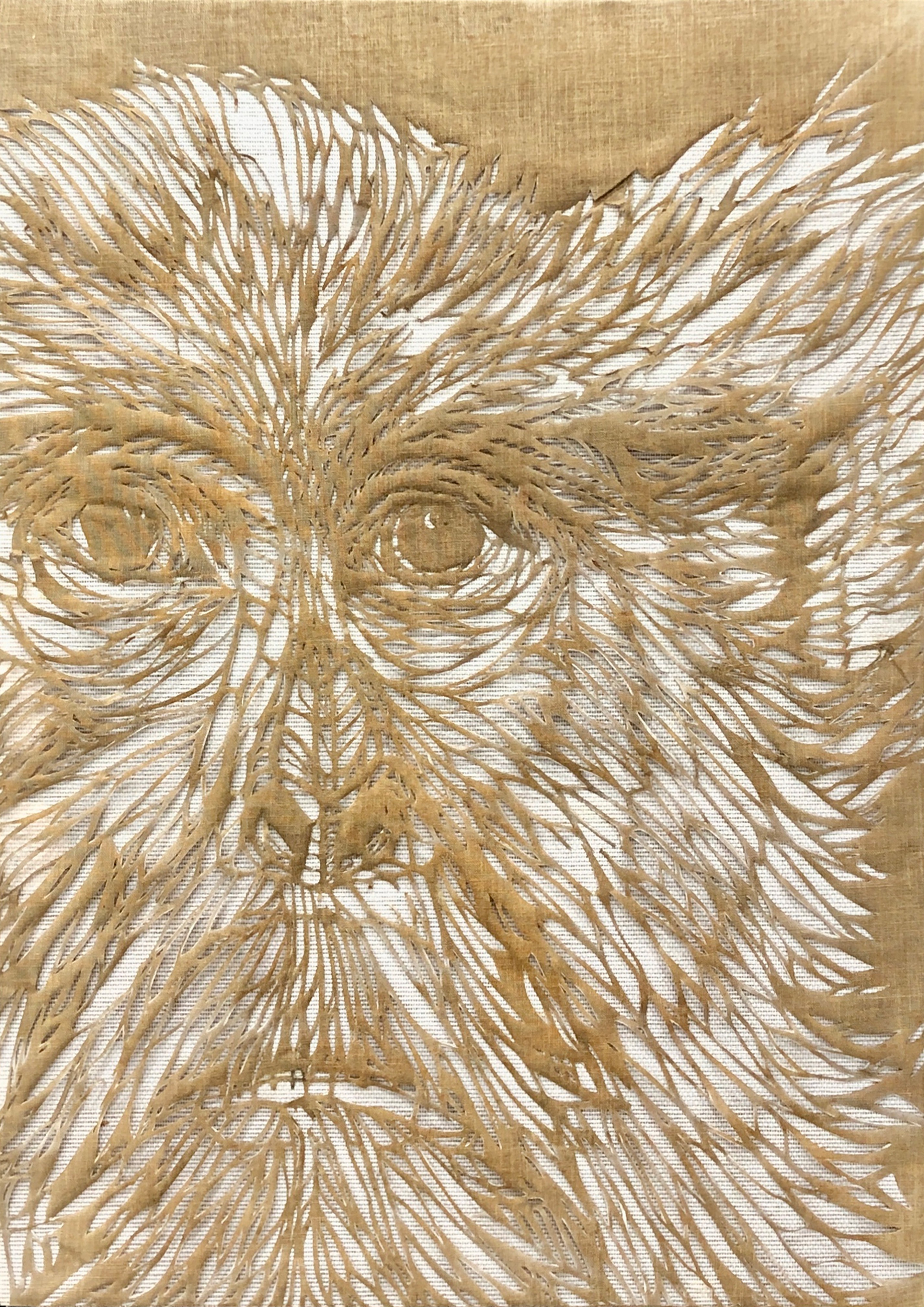 Monkeybird, Facies Monkeybird, Facies
