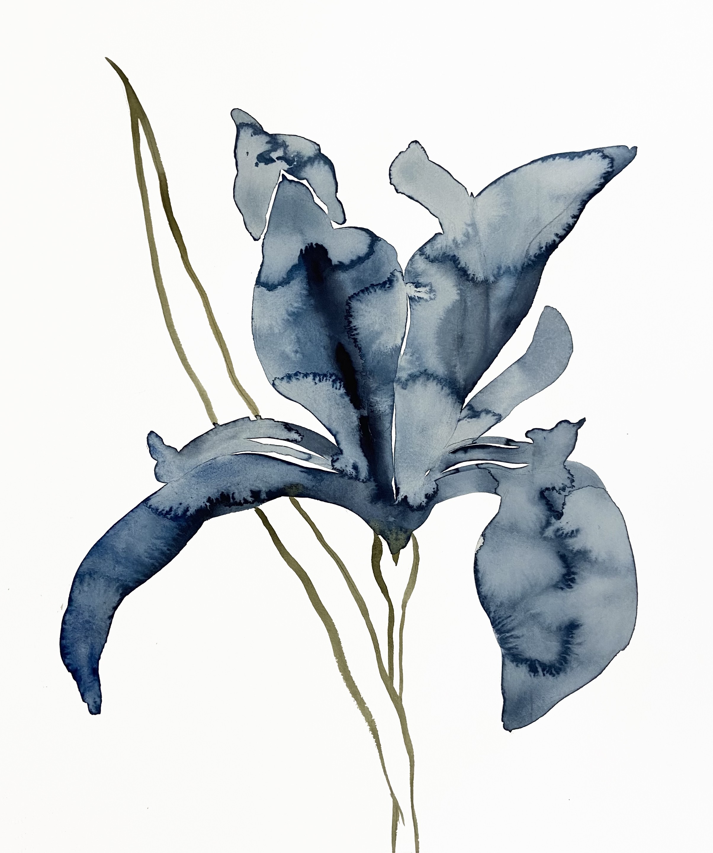 Elizabeth Becker, Iris No. 154 Elizabeth Becker, Iris No. 154