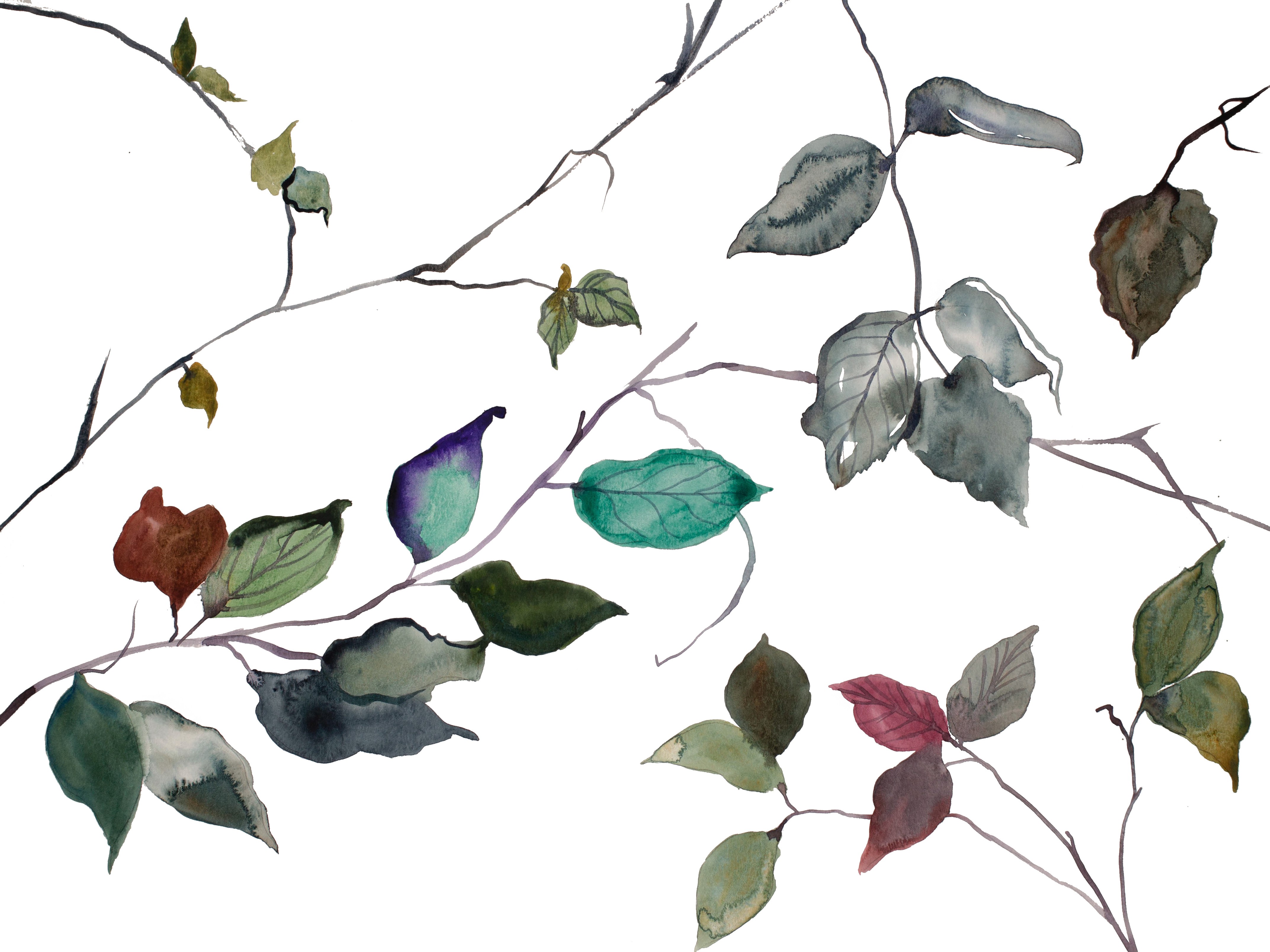 Elizabeth Becker, Branch Study No. 38 Elizabeth Becker, Branch Study No. 38