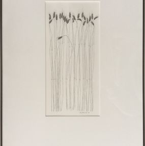 Fine Art Drawings, Tall Tall Grass, Harry Schwalb