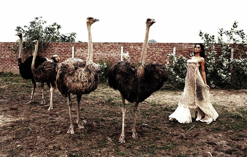 Sarah Caron, Neha et les autruches - Pakistan (2) Sarah Caron, Neha et les autruches - Pakistan (2)