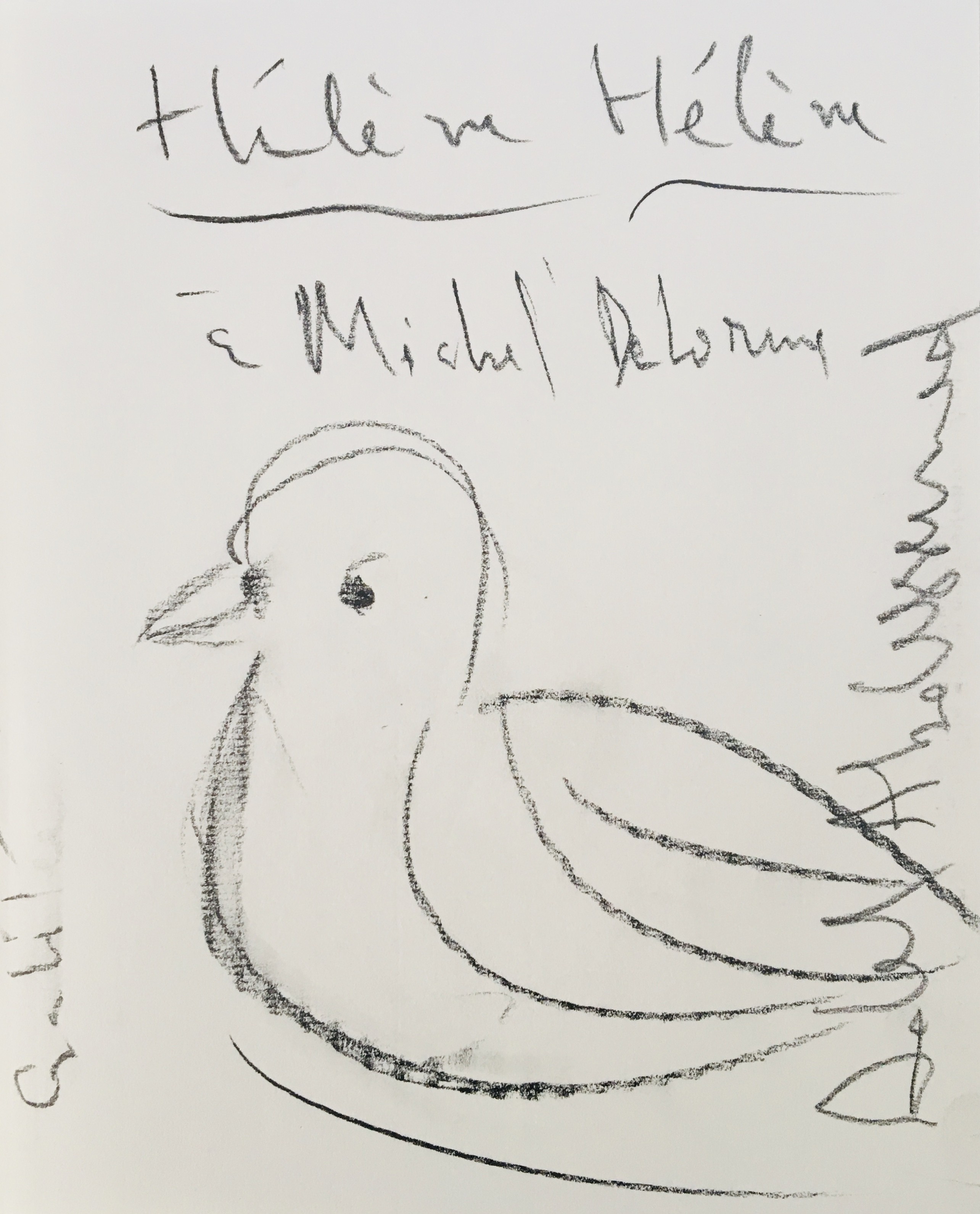 Abdessemed Adel, Pigeon Abdessemed Adel, Pigeon