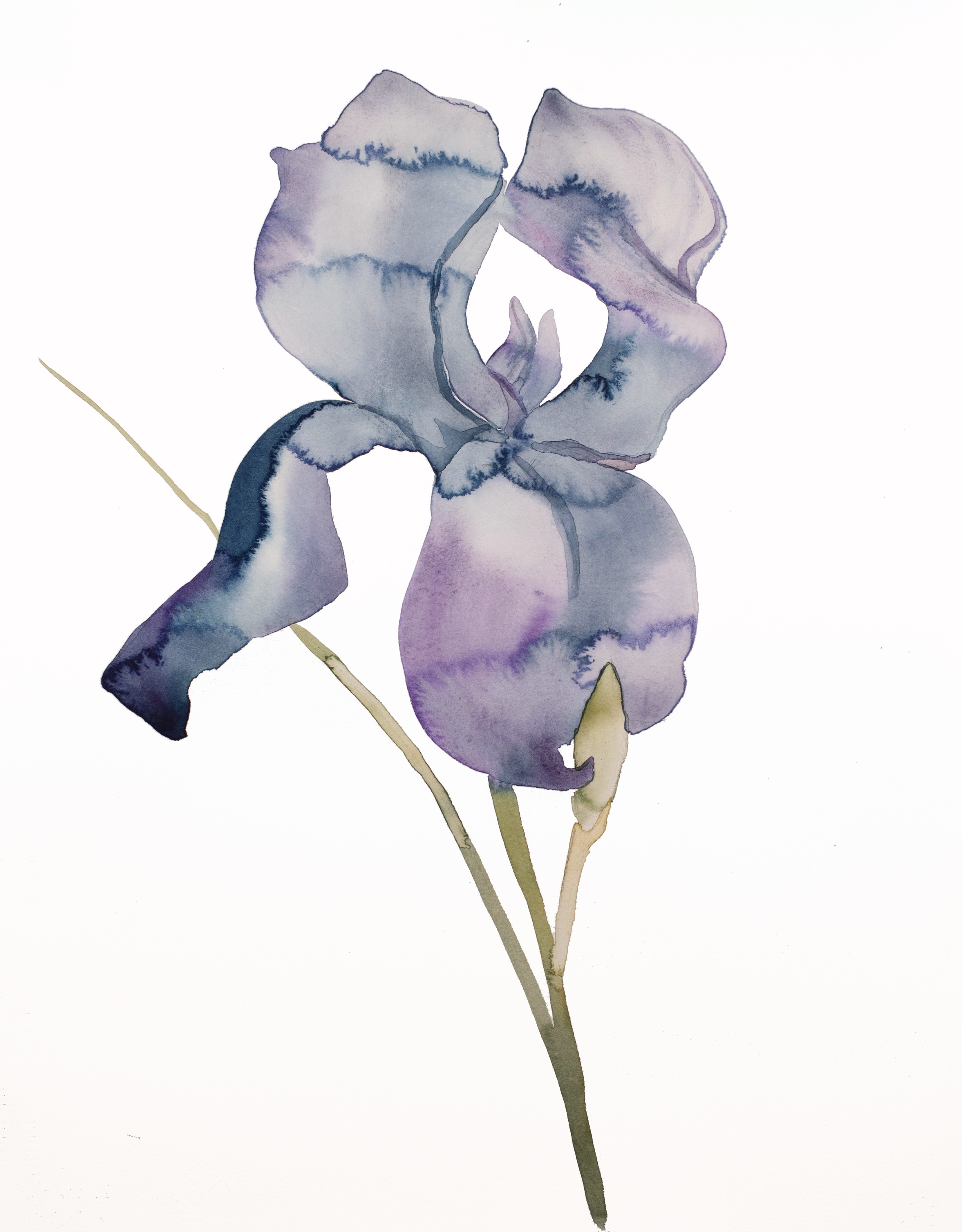 Elizabeth Becker, Iris No. 171 Elizabeth Becker, Iris No. 171