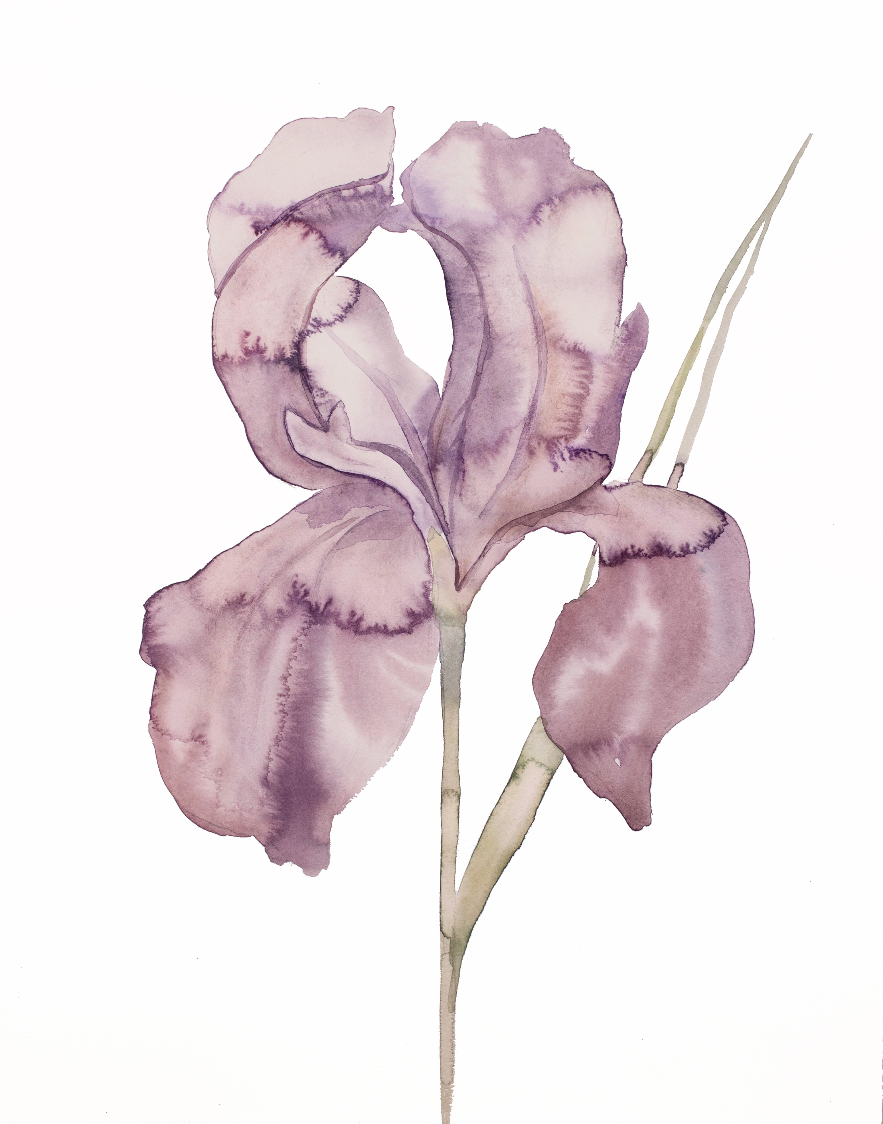 Elizabeth Becker, Iris No. 172 Elizabeth Becker, Iris No. 172