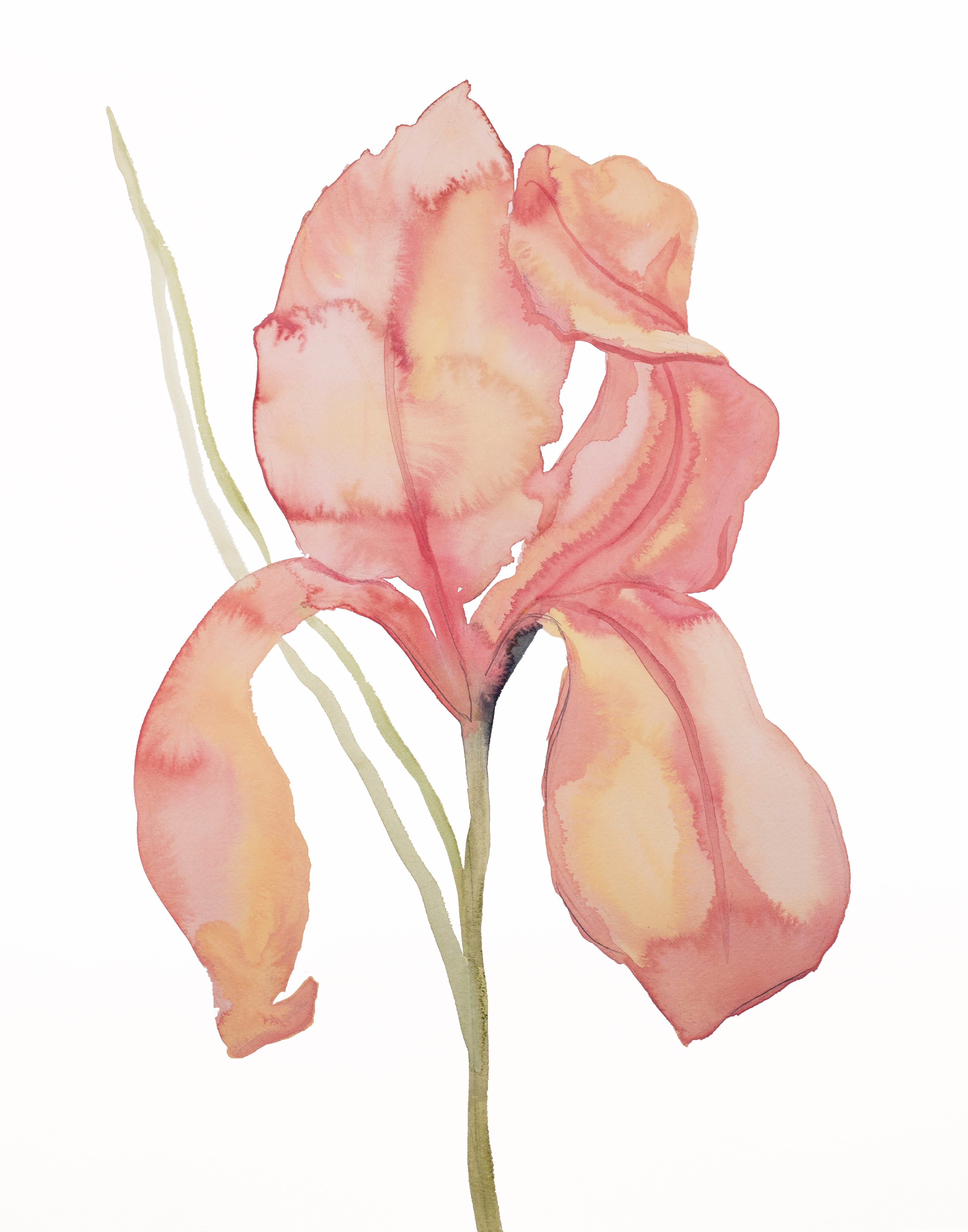 Elizabeth Becker, Iris No. 172 Elizabeth Becker, Iris No. 172
