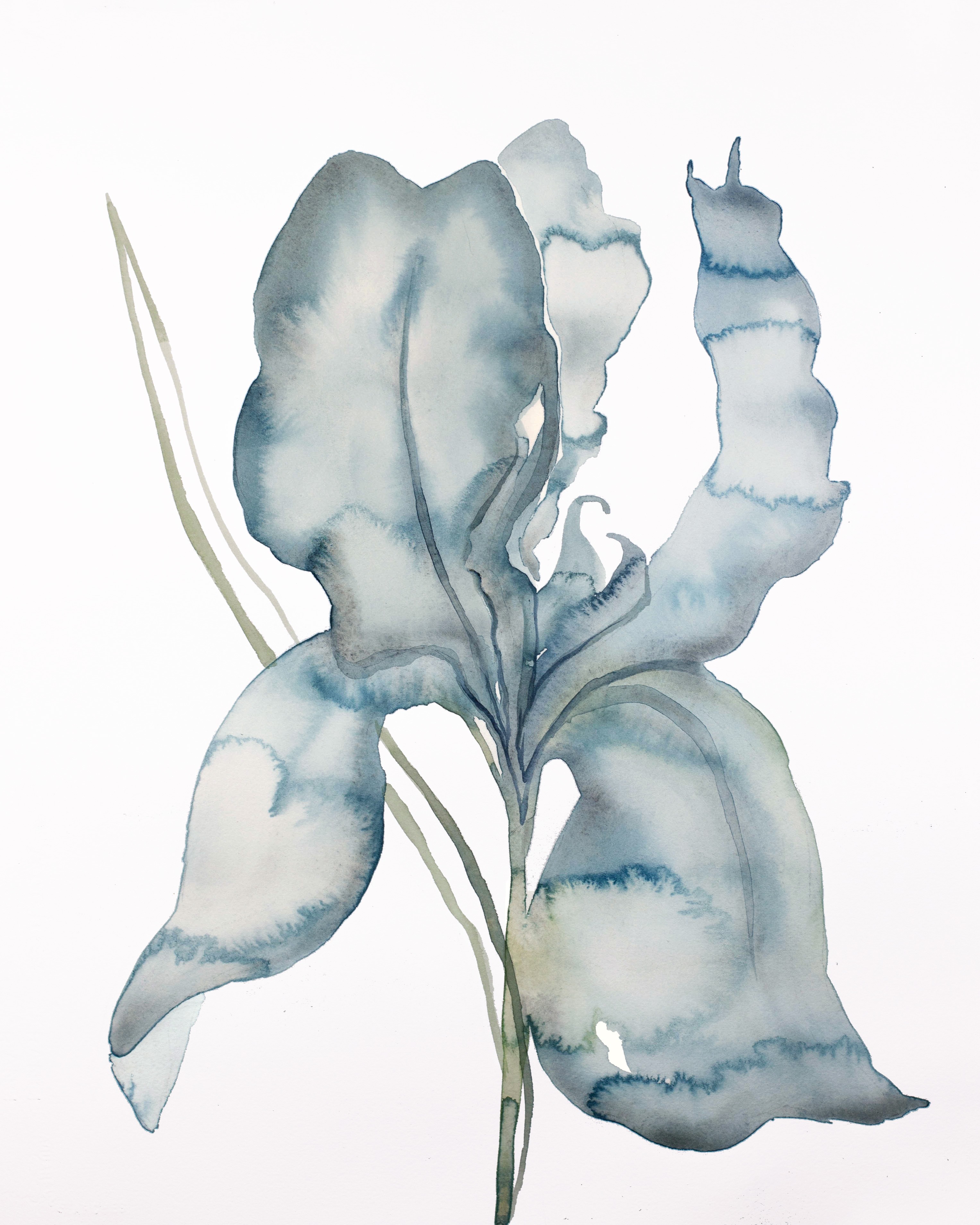 Elizabeth Becker, Iris No. 174 Elizabeth Becker, Iris No. 174