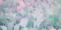 Elysium Garden, Shawn Ehlers