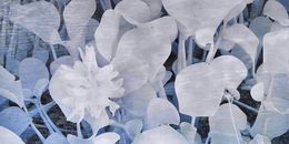 Water Lilies, Shawn Ehlers