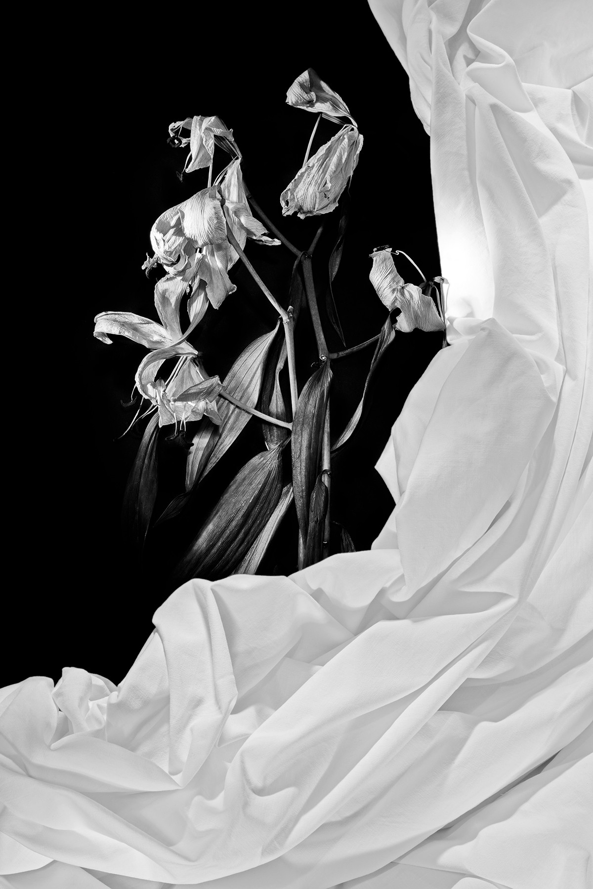 Wai Ming Lung, Petite Mort Wai Ming Lung, Petite Mort