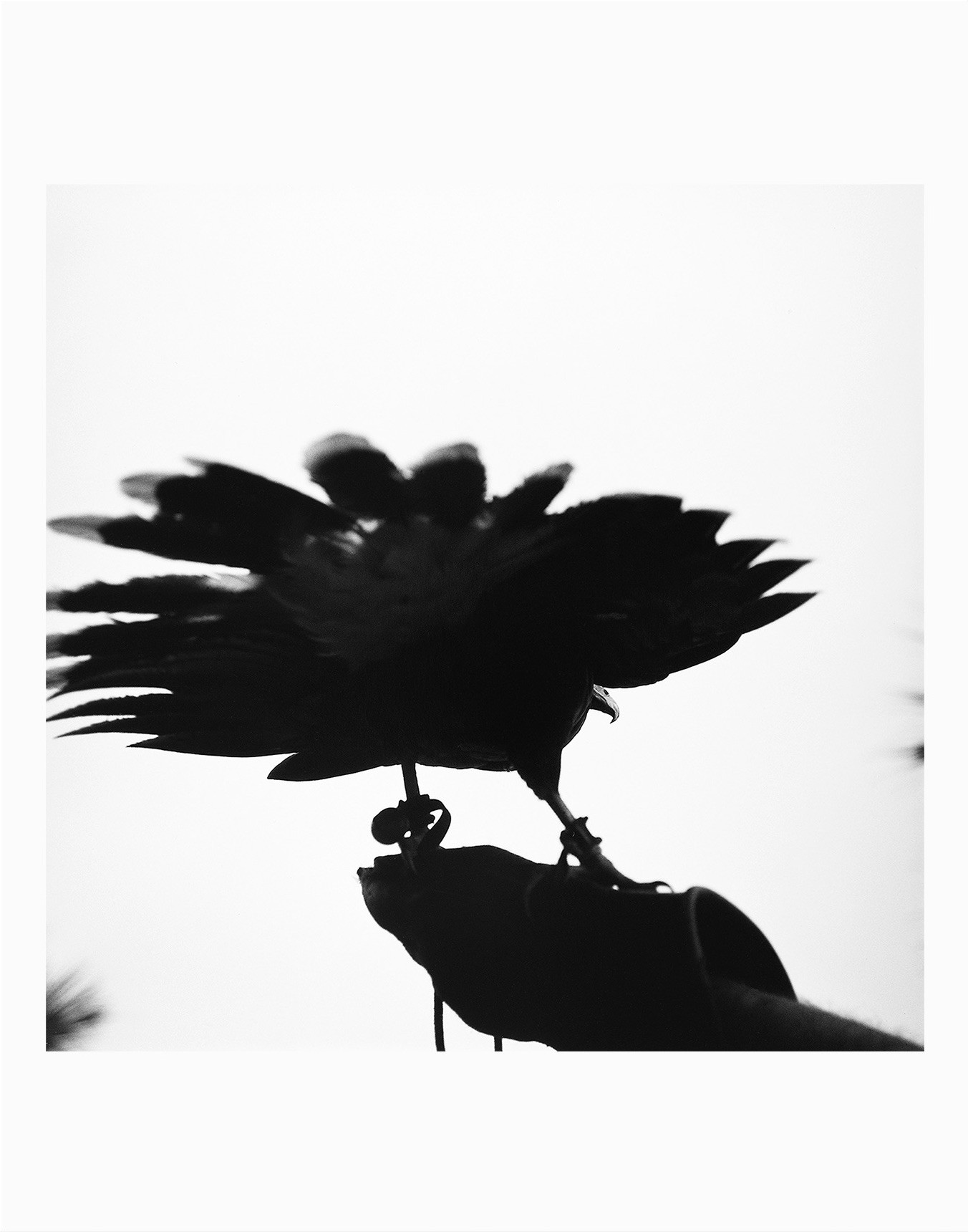 Graciela Iturbide, Graciela Iturbide, Des oiseaux - Édition limitée Graciela Iturbide, Graciela Iturbide, Des oiseaux - Édition limitée