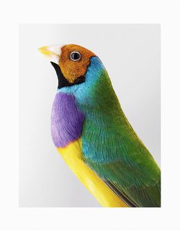 Leila Jeffreys, Des oiseaux - Édition limitée, Leila Jeffreys