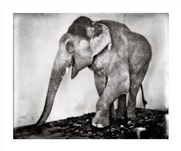 End Time City (Elephant), Michael Ackerman
