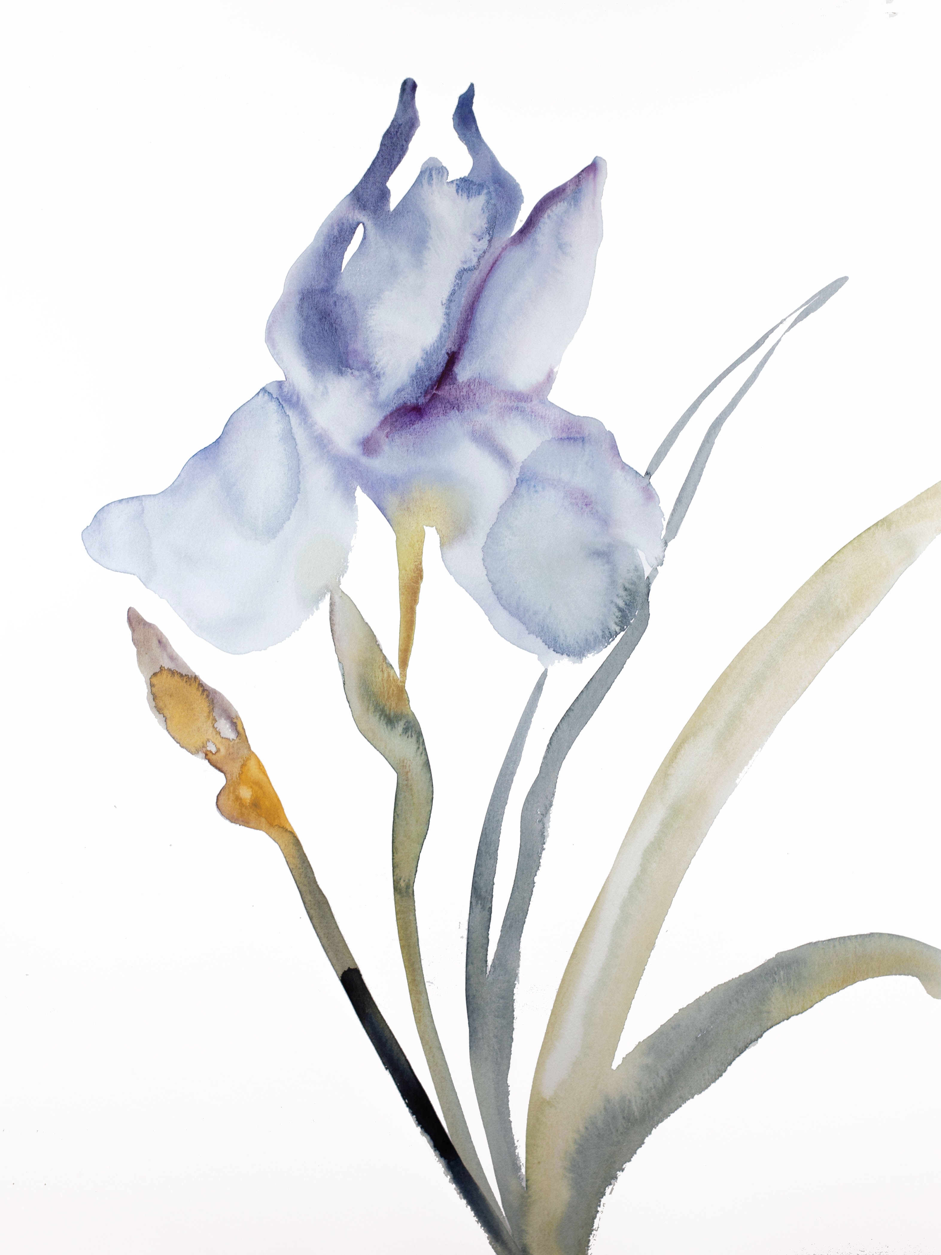 Elizabeth Becker, Iris No. 178 Elizabeth Becker, Iris No. 178