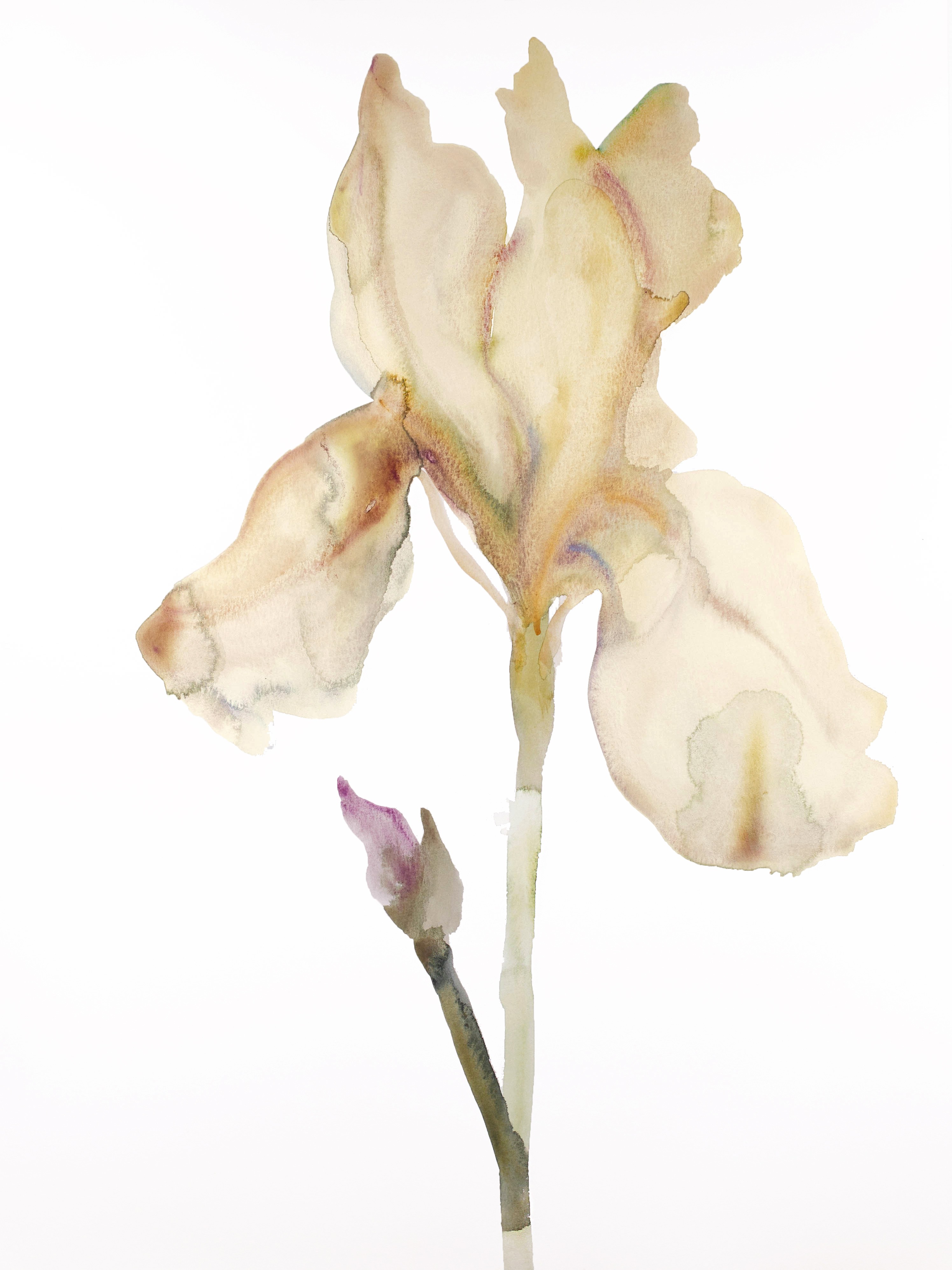 Elizabeth Becker, Iris No. 179 Elizabeth Becker, Iris No. 179