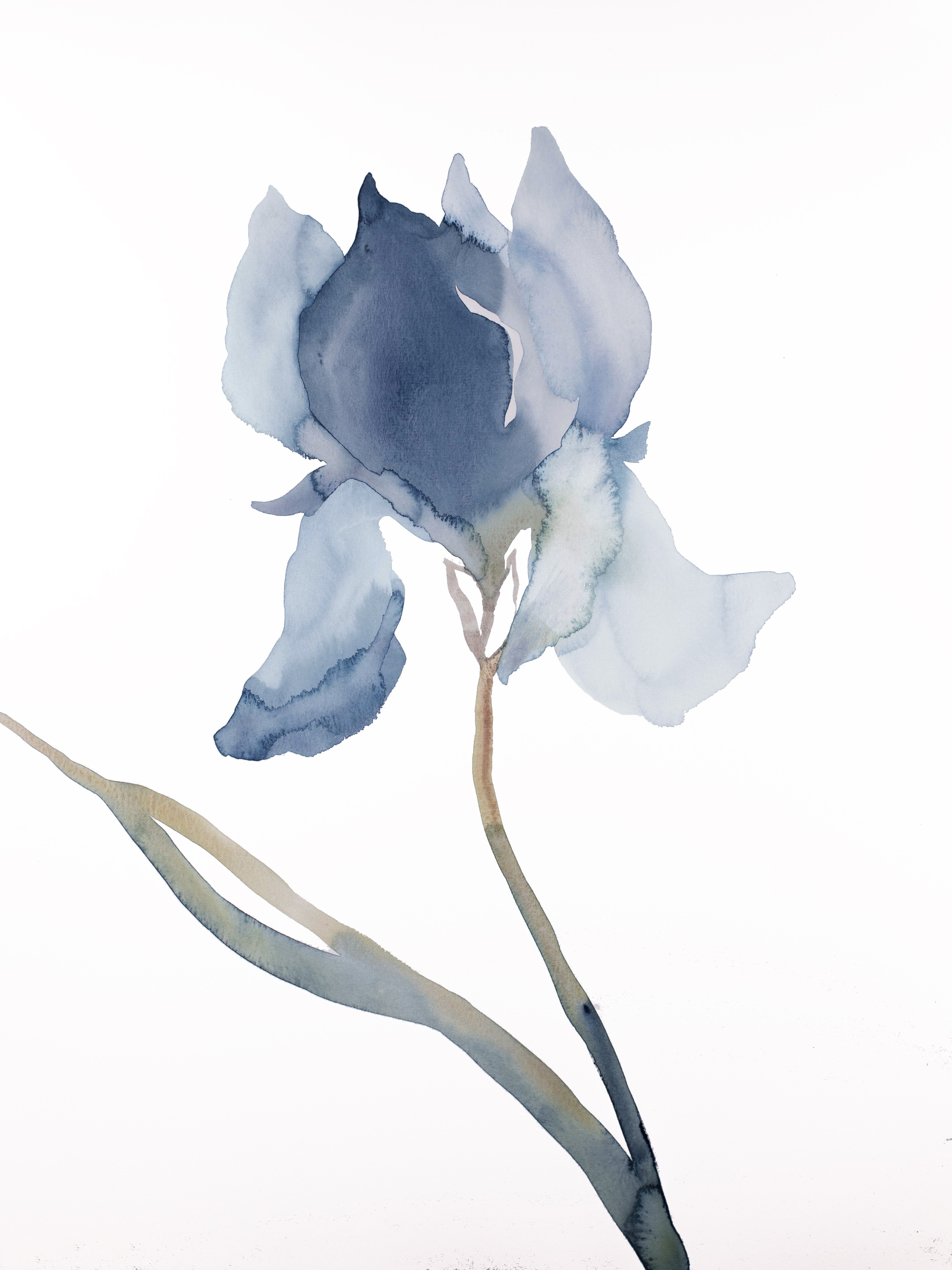 Elizabeth Becker, Iris No. 177 Elizabeth Becker, Iris No. 177
