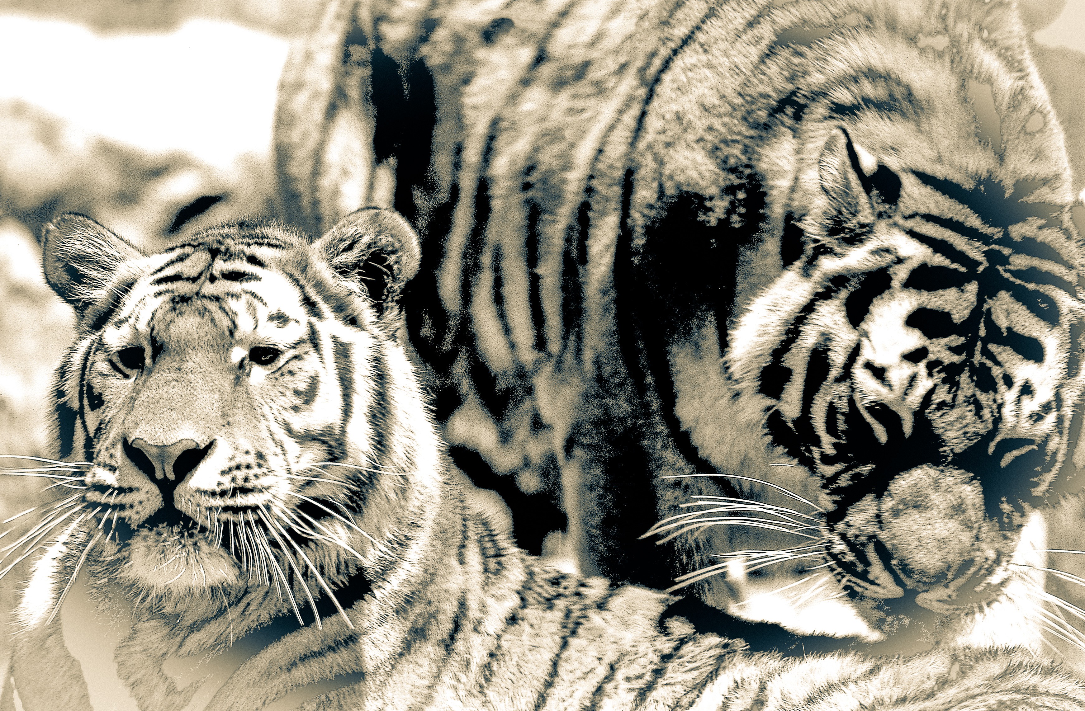 Dominique Leroy, Couple de Tigres du Bengale. Inde Dominique Leroy, Couple de Tigres du Bengale. Inde