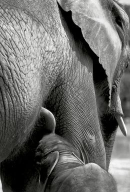 Eléphant et éléphanteau Tanzanie, Dominique Leroy