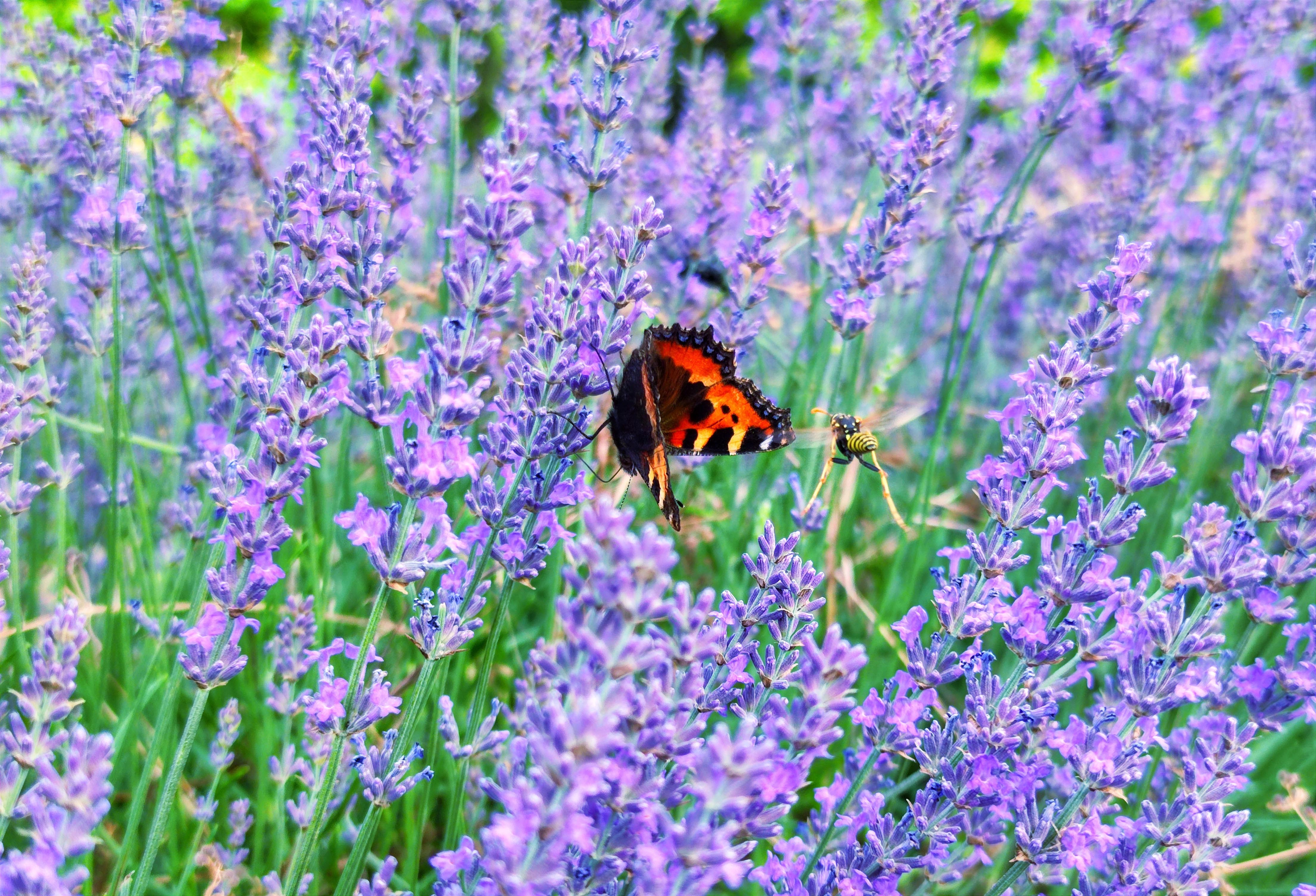 Dominique Leroy, Papillon et abeille. Provence Dominique Leroy, Papillon et abeille. Provence