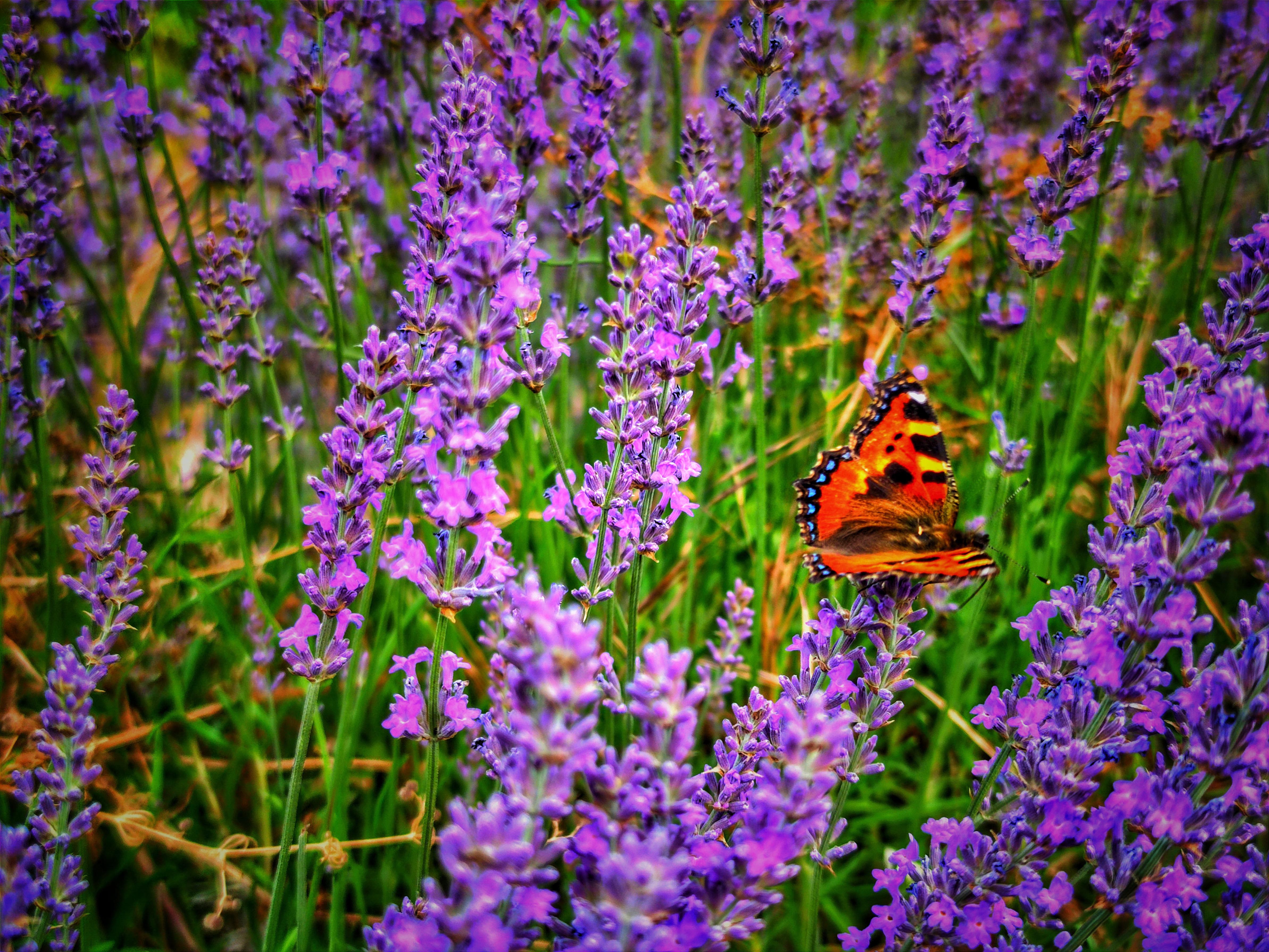 Dominique Leroy, Papillon Provence Dominique Leroy, Papillon Provence