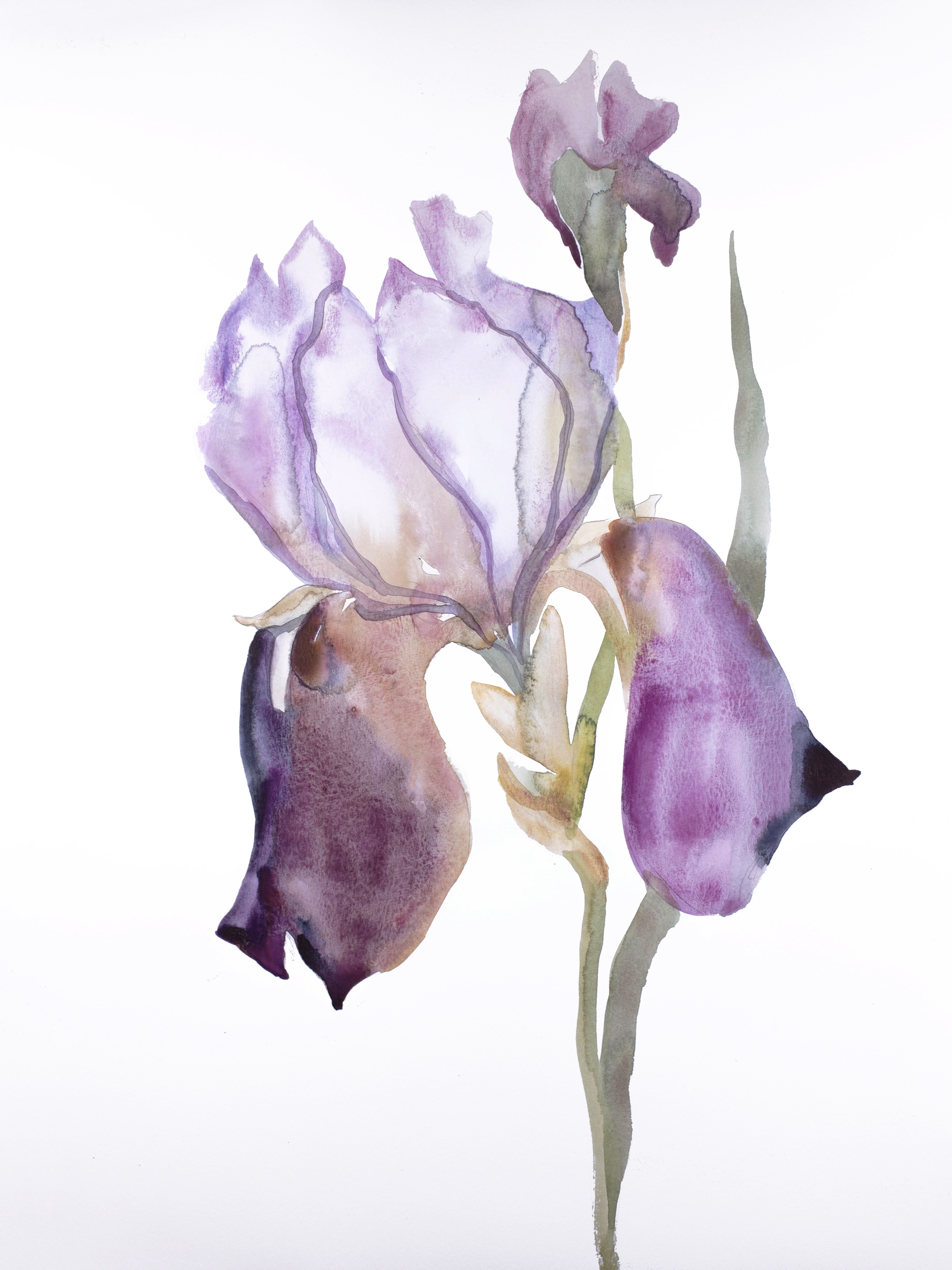 Elizabeth Becker, Iris No. 176 Elizabeth Becker, Iris No. 176