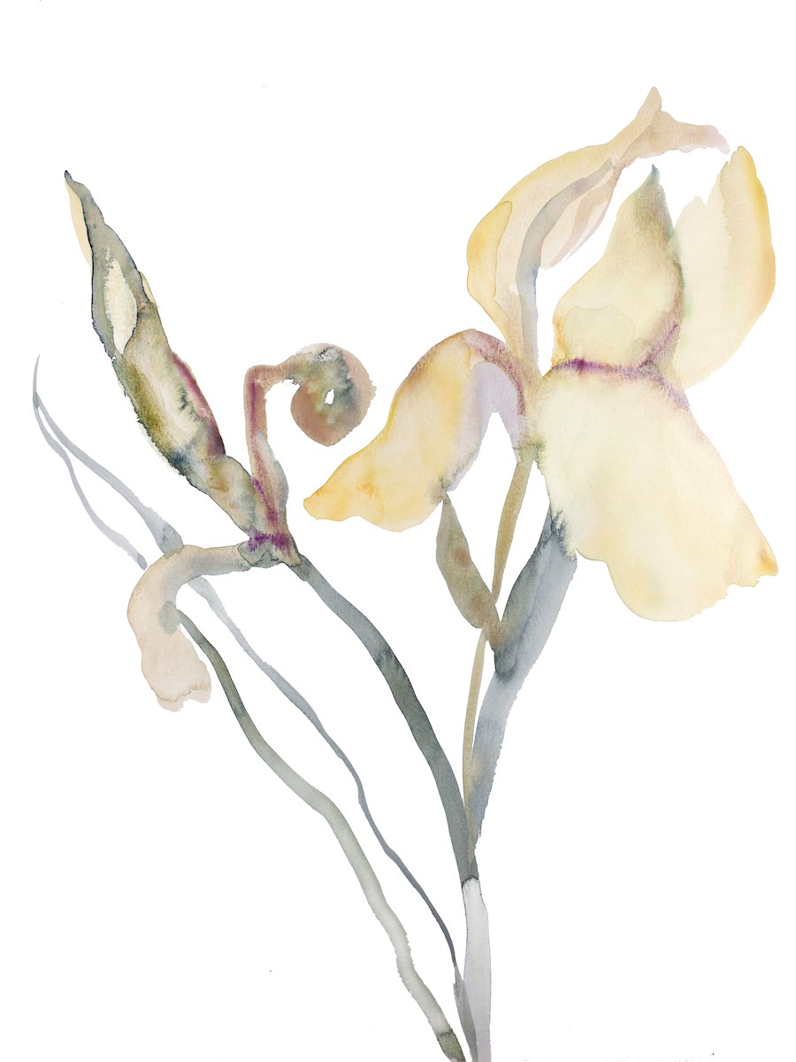 Elizabeth Becker, Iris No. 180 Elizabeth Becker, Iris No. 180