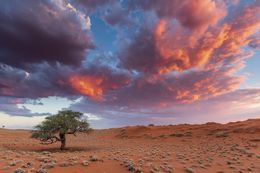 Erioloba des sables, Mathieu Pujol