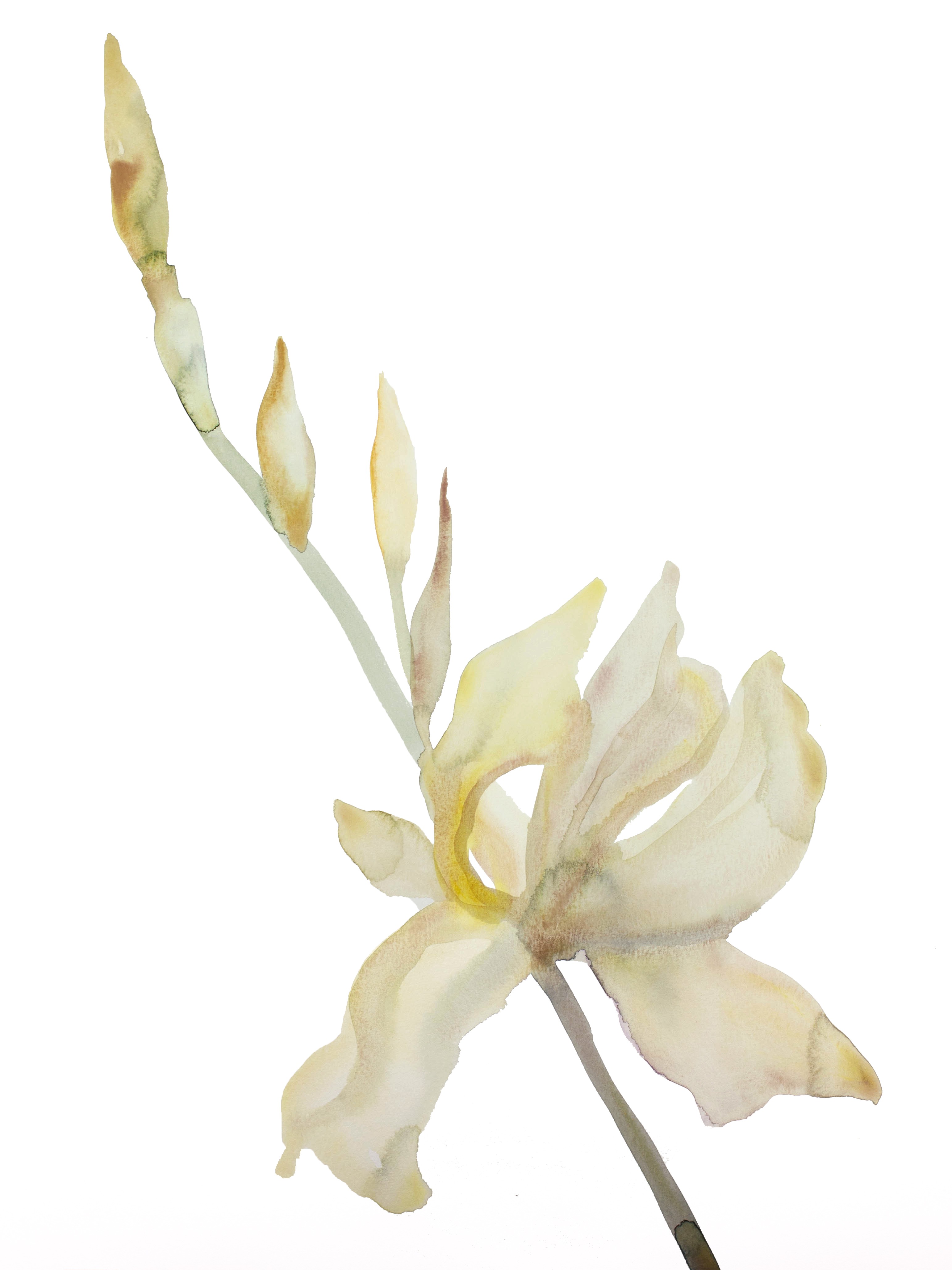 Elizabeth Becker, Iris No. 182 Elizabeth Becker, Iris No. 182