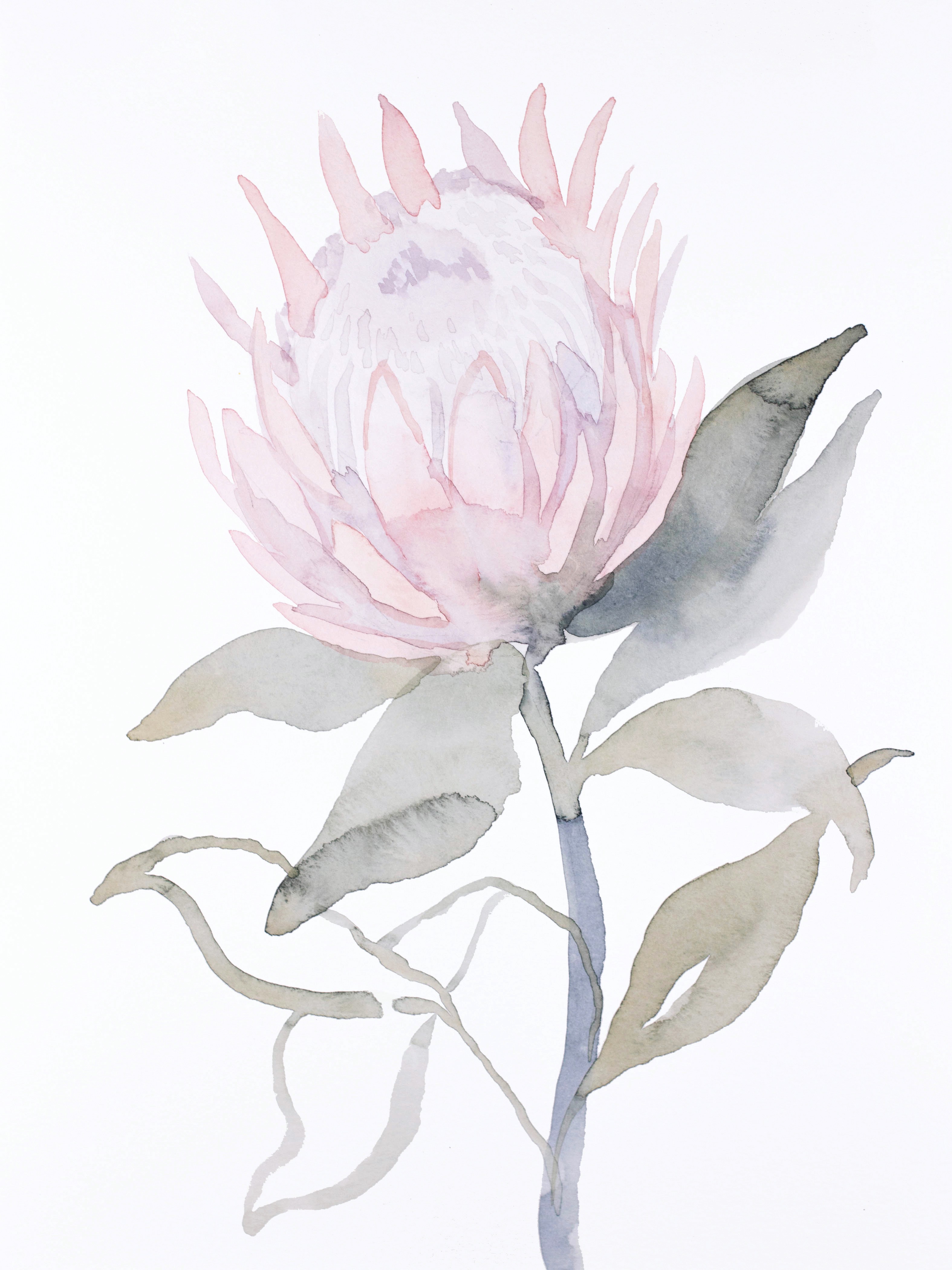 Elizabeth Becker, Protea Elizabeth Becker, Protea