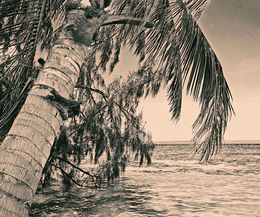 Photographie, Leaning Palm on Bora Bora, Jarmila Kostliva