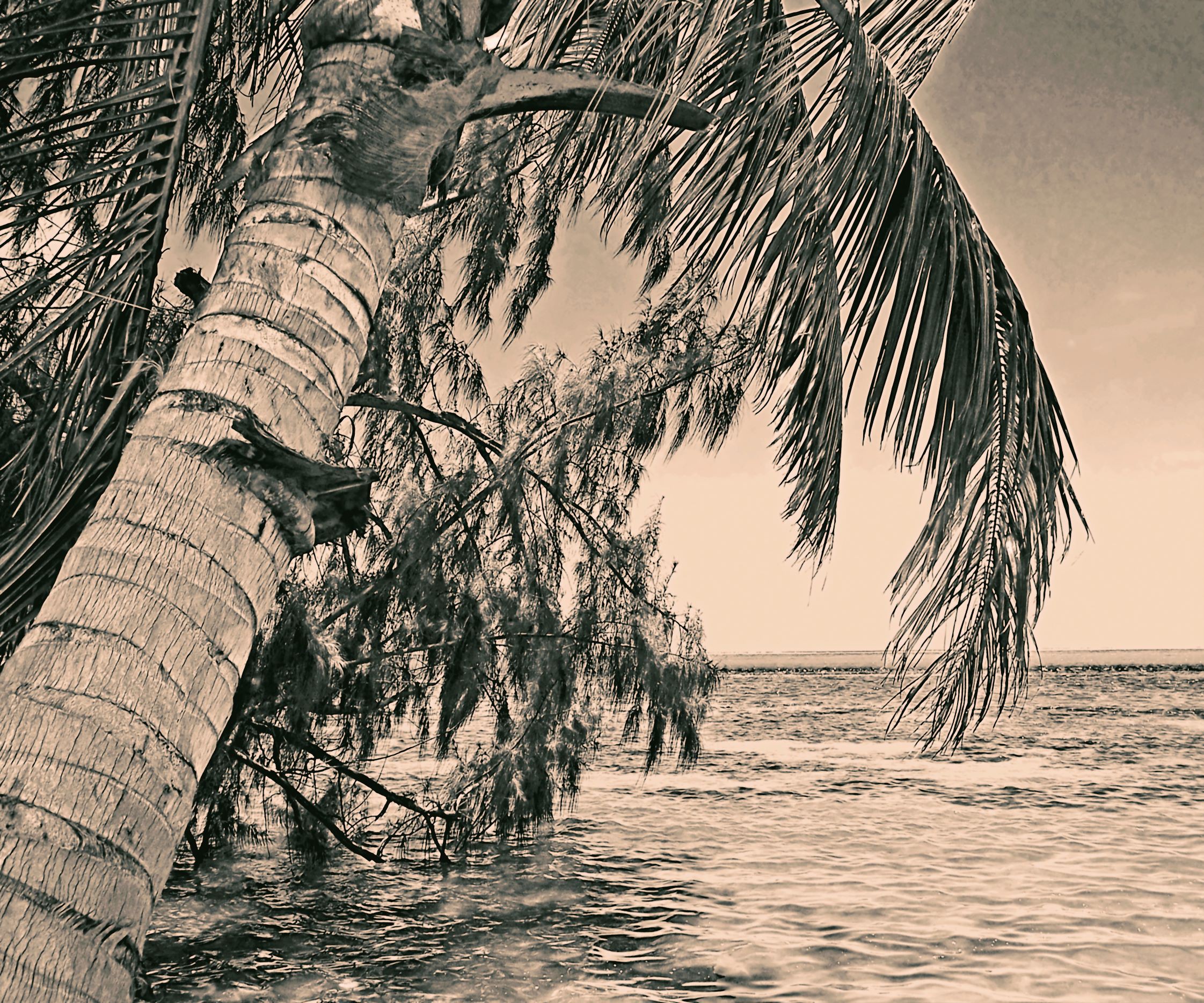 Jarmila Kostliva, Leaning Palm on Bora Bora Jarmila Kostliva, Leaning Palm on Bora Bora