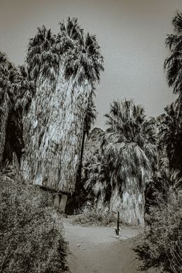 Photography, Ancient Palms in Palm Springs, Jarmila Kostliva