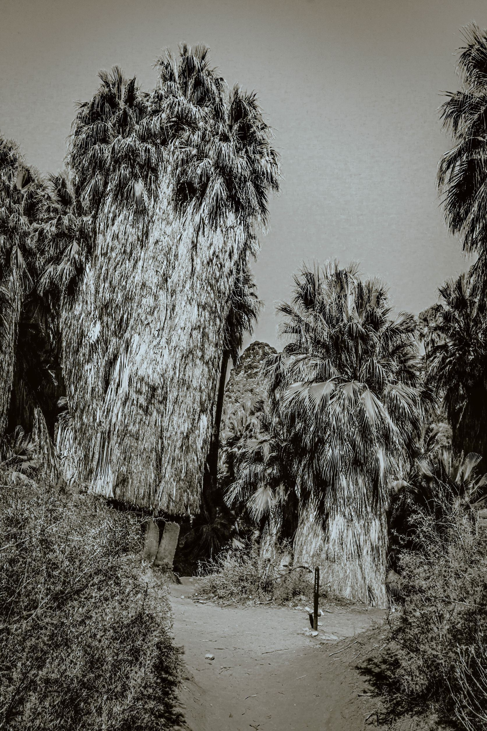 Jarmila Kostliva, Ancient Palms in Palm Springs Jarmila Kostliva, Ancient Palms in Palm Springs