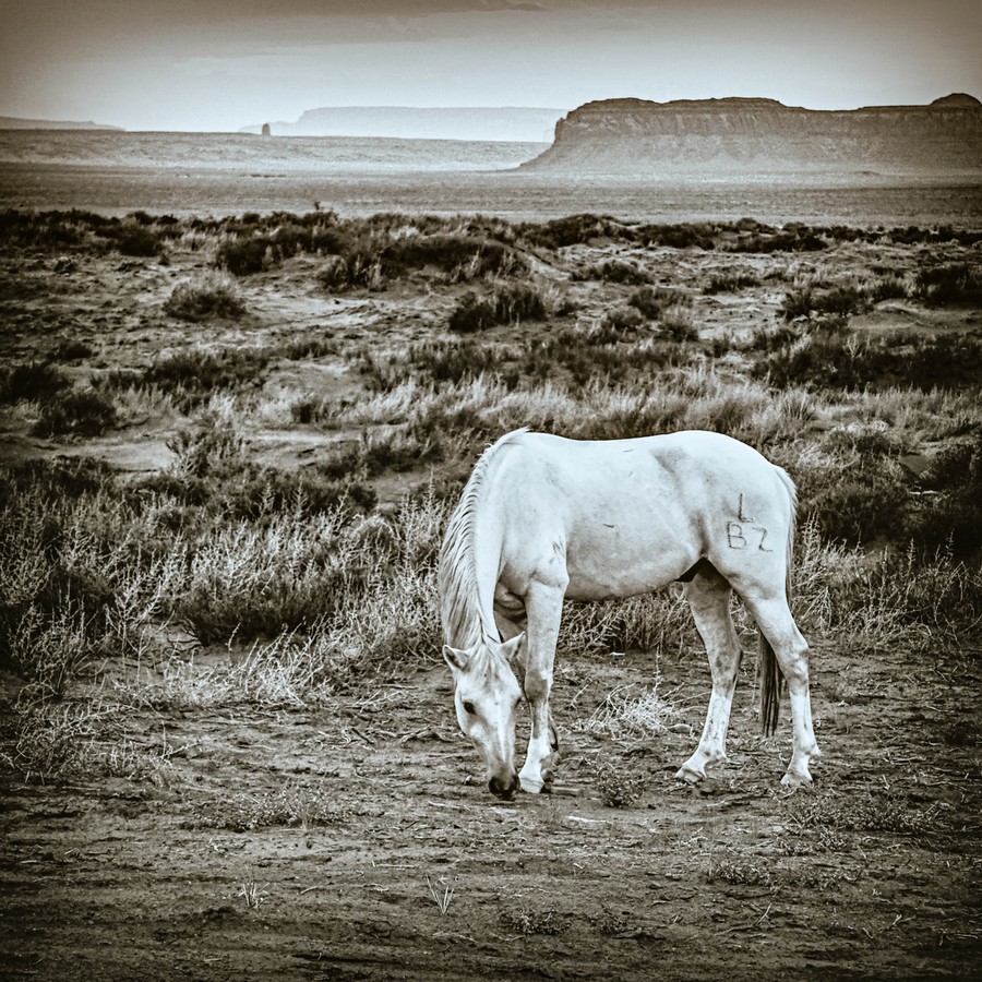 Jarmila Kostliva, White Horse in Landscape Jarmila Kostliva, White Horse in Landscape