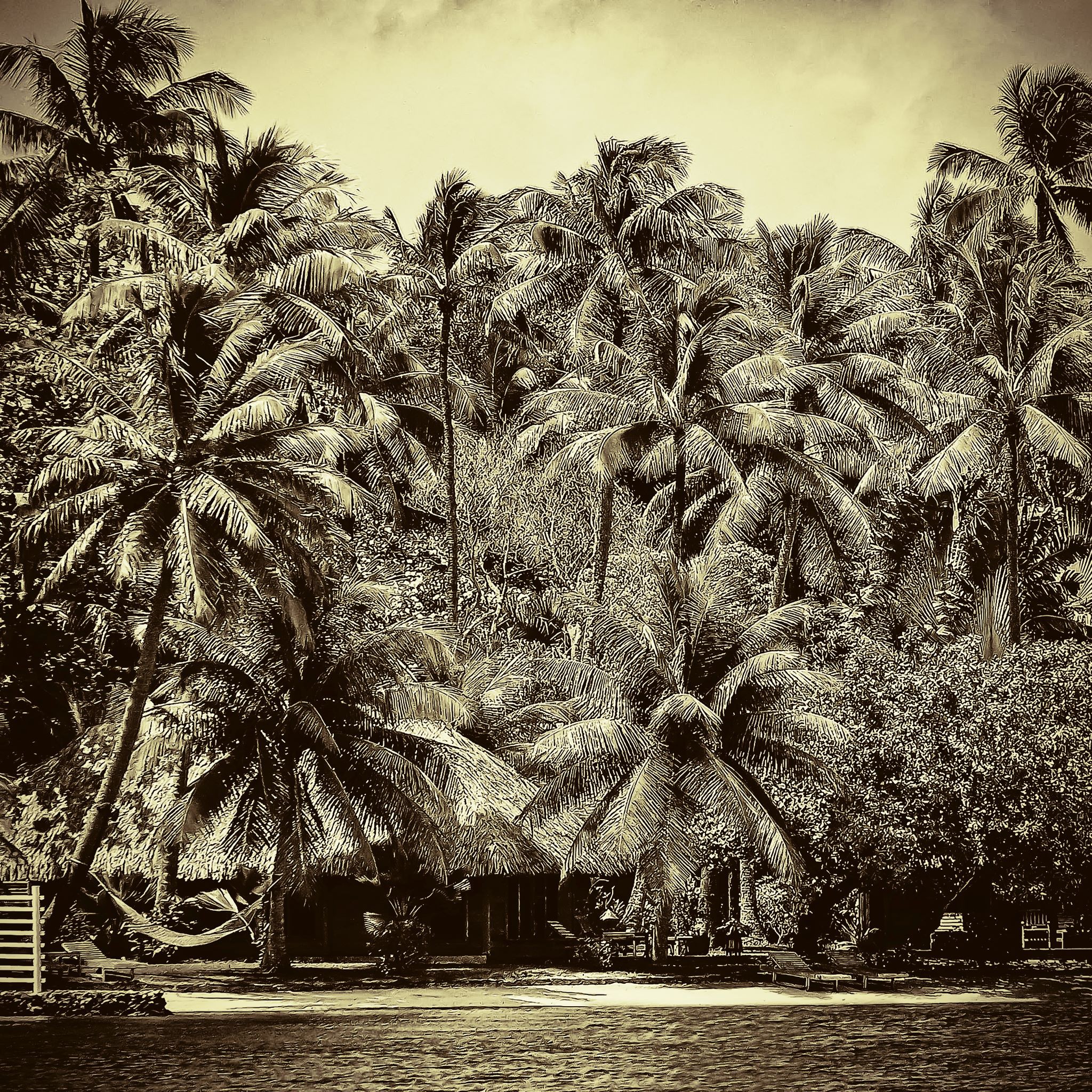 Jarmila Kostliva, Tahiti's Palm Cove Jarmila Kostliva, Tahiti's Palm Cove