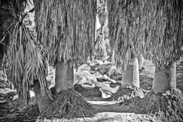 Photographie, Palm Oasis in Sepia, Jarmila Kostliva