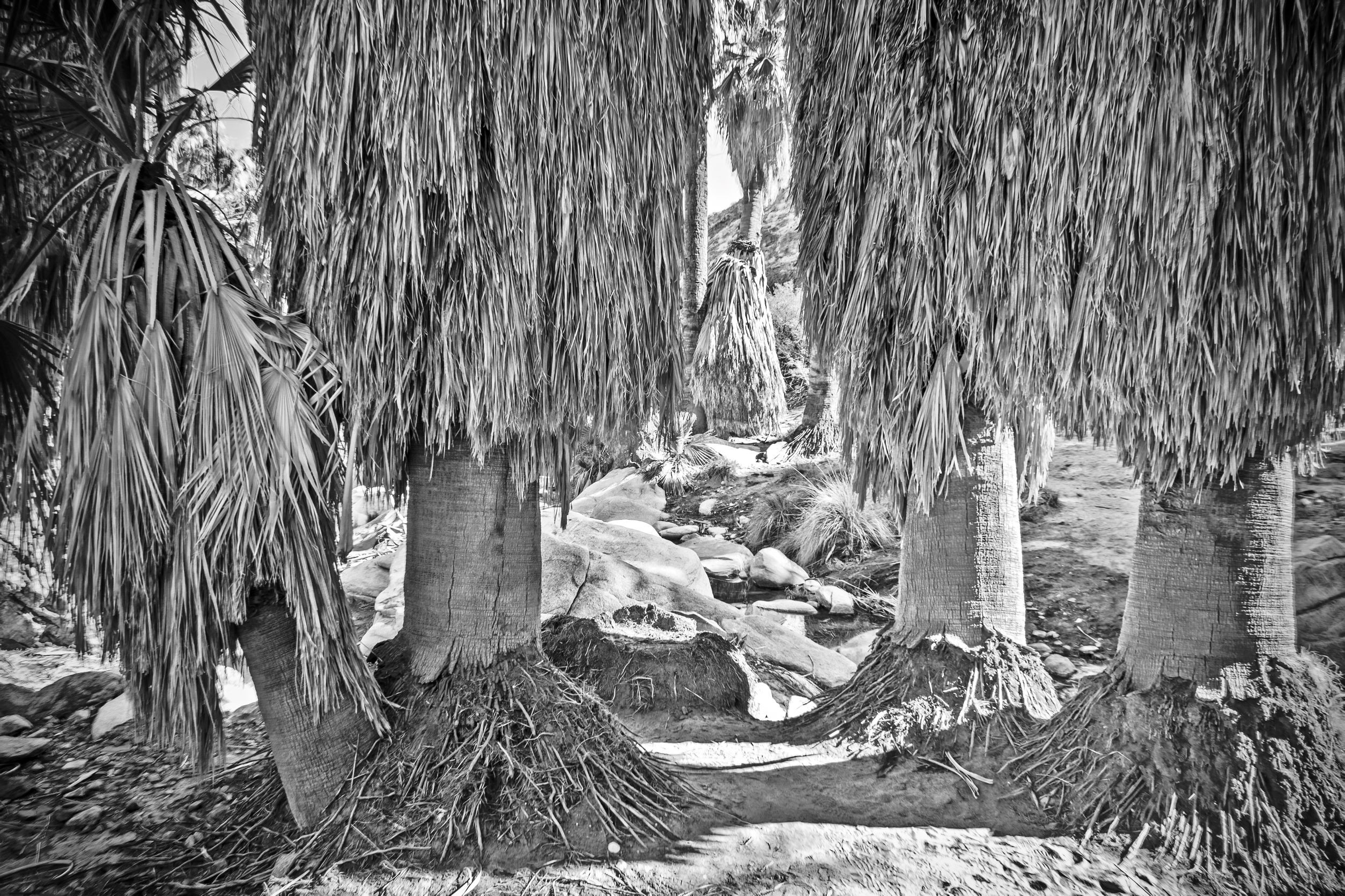 Jarmila Kostliva, Palm Oasis in Sepia Jarmila Kostliva, Palm Oasis in Sepia