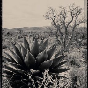 Photography, Baja Landscape #1, Heike Bohnstengel