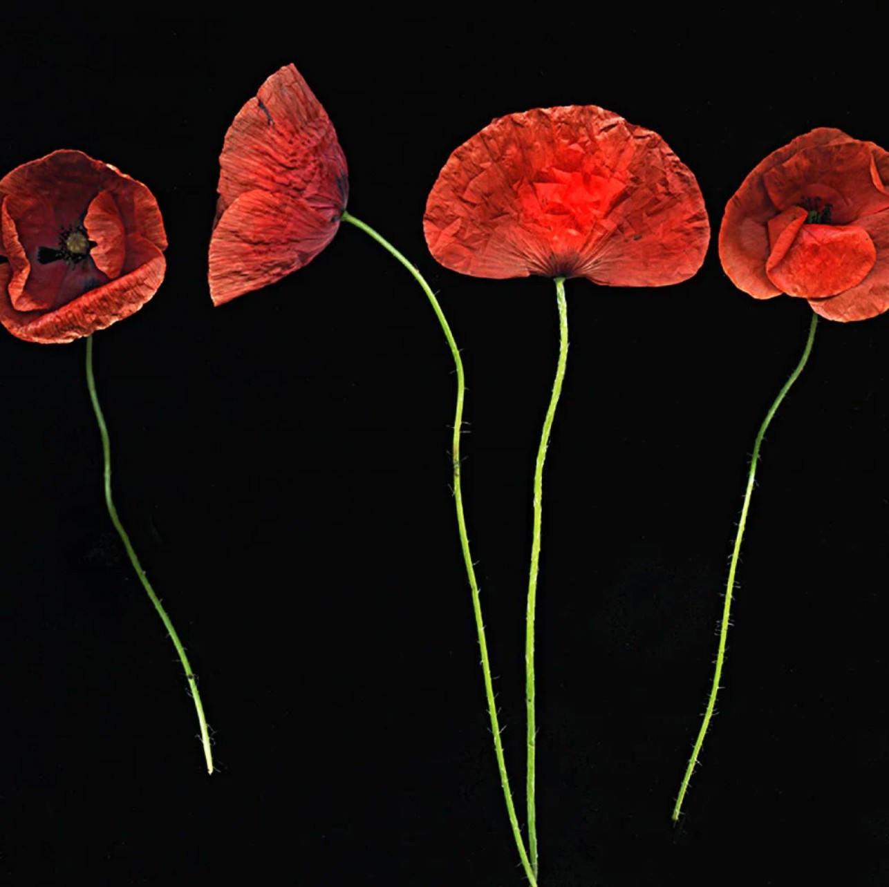 Marie-Fa Lazzari, Jolis coquelicots Marie-Fa Lazzari, Jolis coquelicots