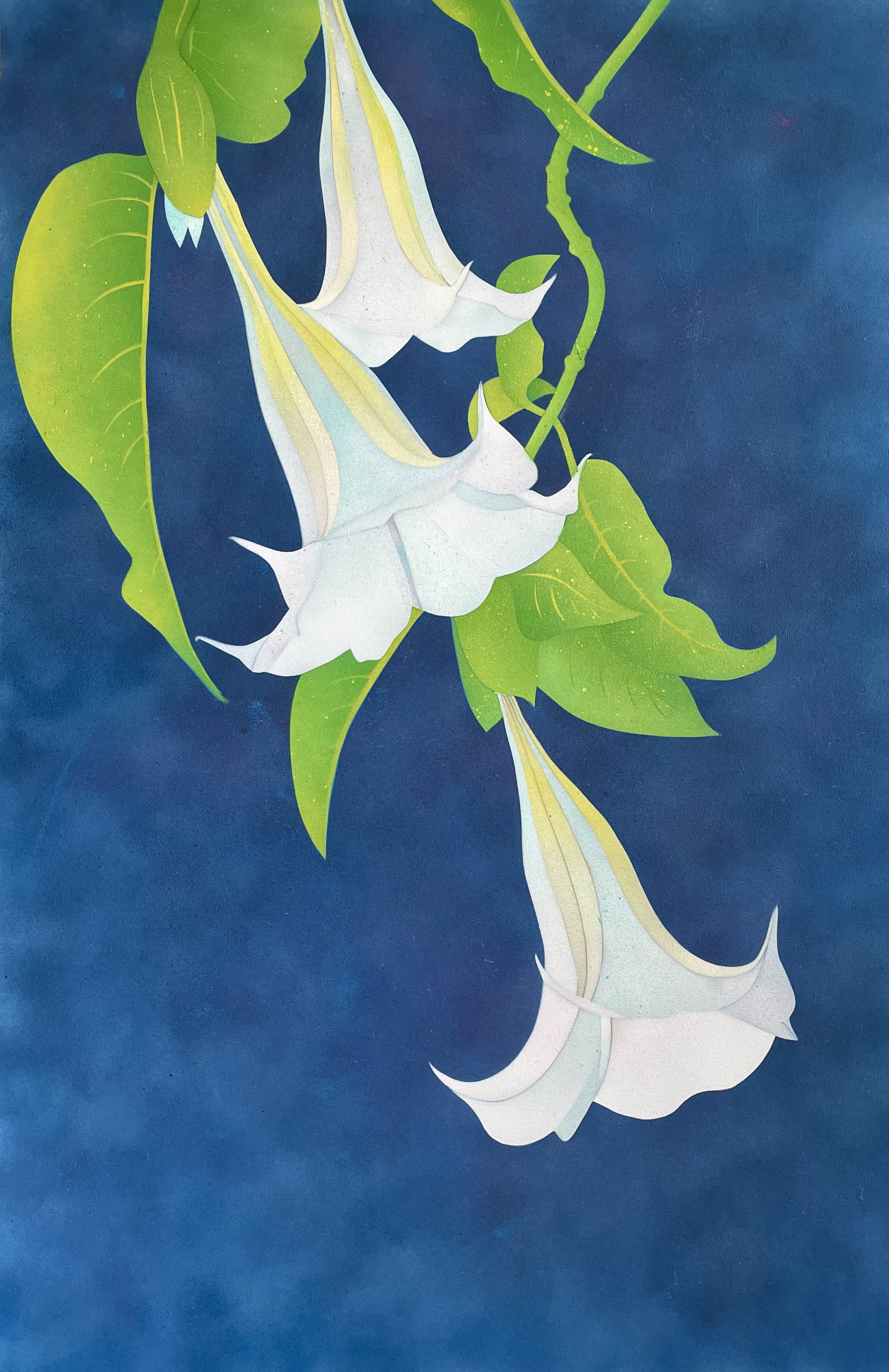 Azulaska, Brugmensia arborea Azulaska, Brugmensia arborea