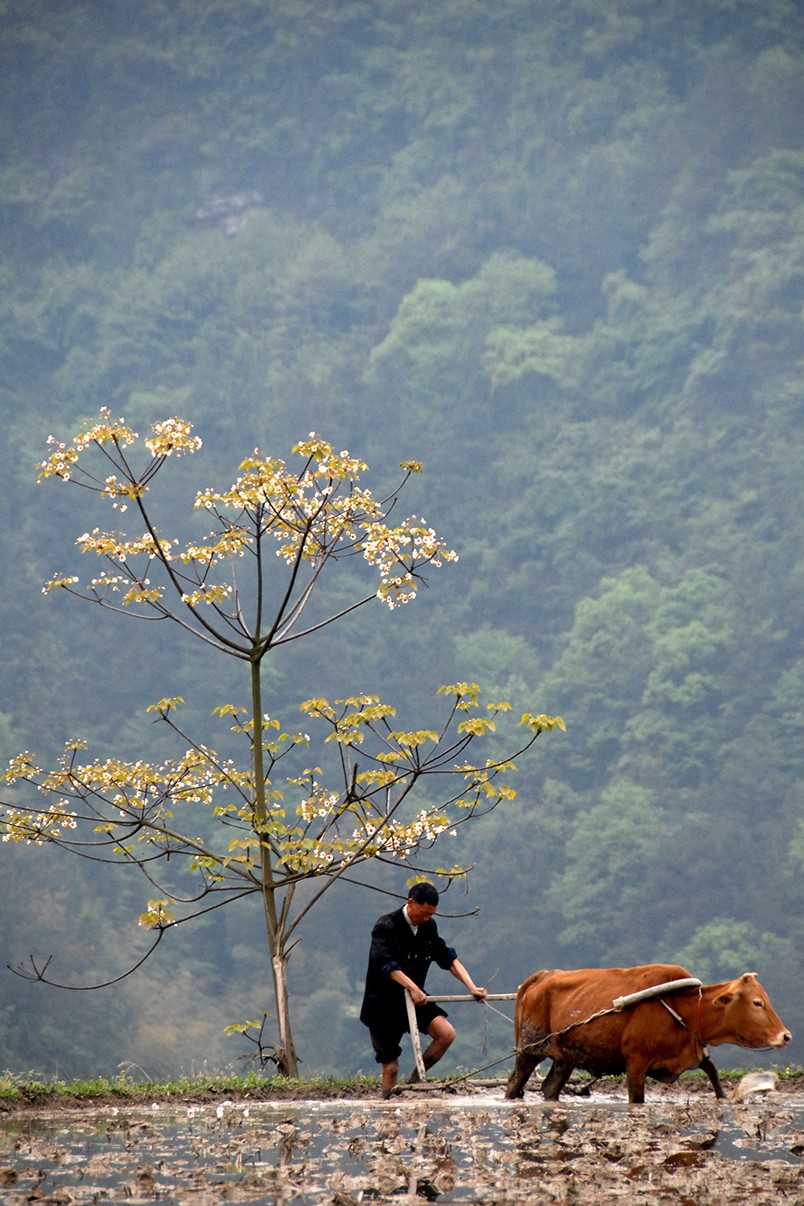 Feng Hatat, Paysan Feng Hatat, Paysan